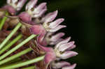 Purple milkweed